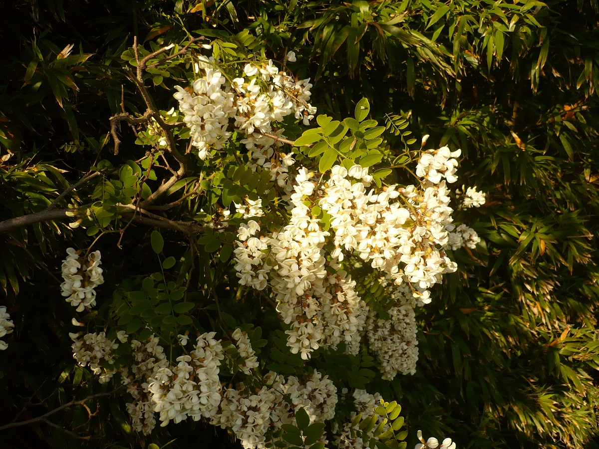 Robinia pseudoacacia (Fabaceae)